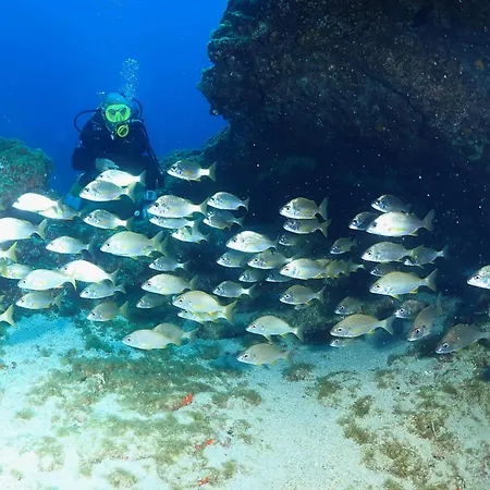 Single Fin Surf אכסניה *