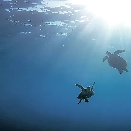 بيت شباب Single Fin Surf *